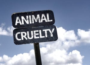 animal cruelty above and beyond dog training